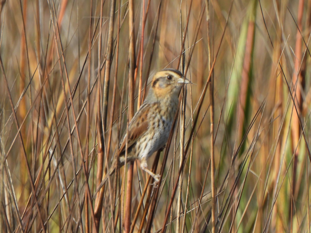 nålstjertspurv (nelsoni/altera) - ML647330247