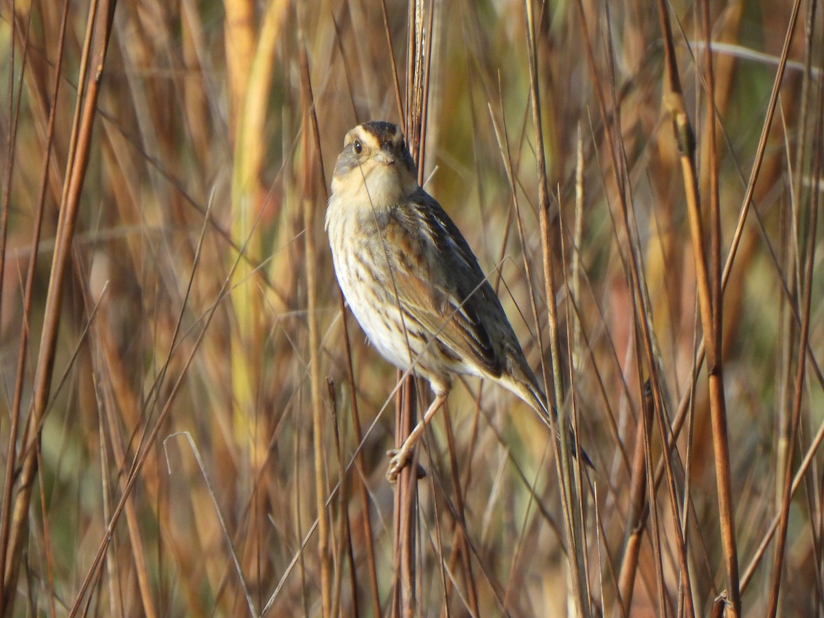 nålstjertspurv (nelsoni/altera) - ML647330248