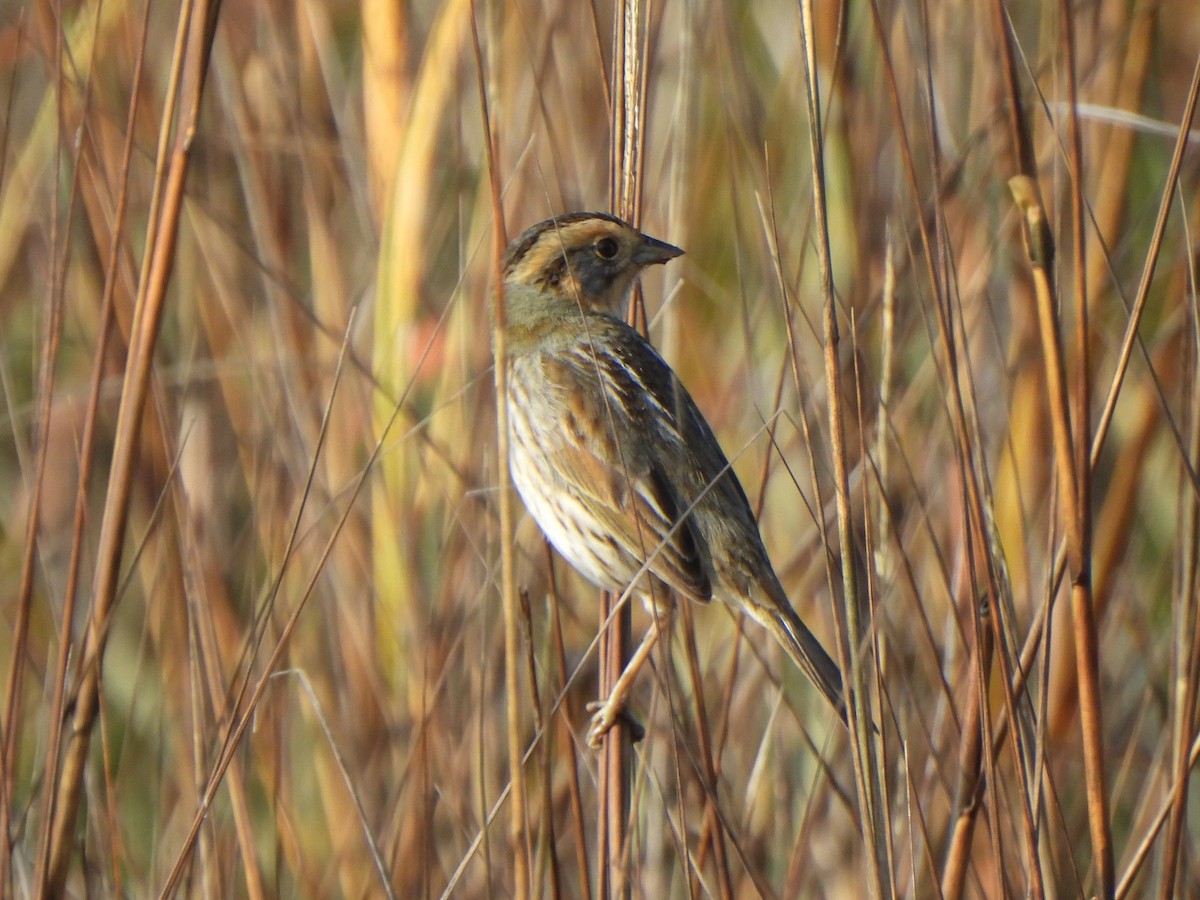 nålstjertspurv (nelsoni/altera) - ML647330249