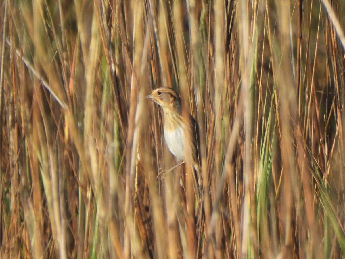 nålstjertspurv (nelsoni/altera) - ML647330250