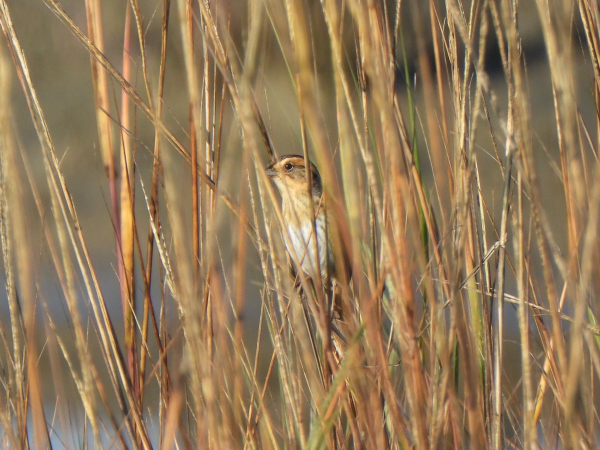 nålstjertspurv (nelsoni/altera) - ML647330251