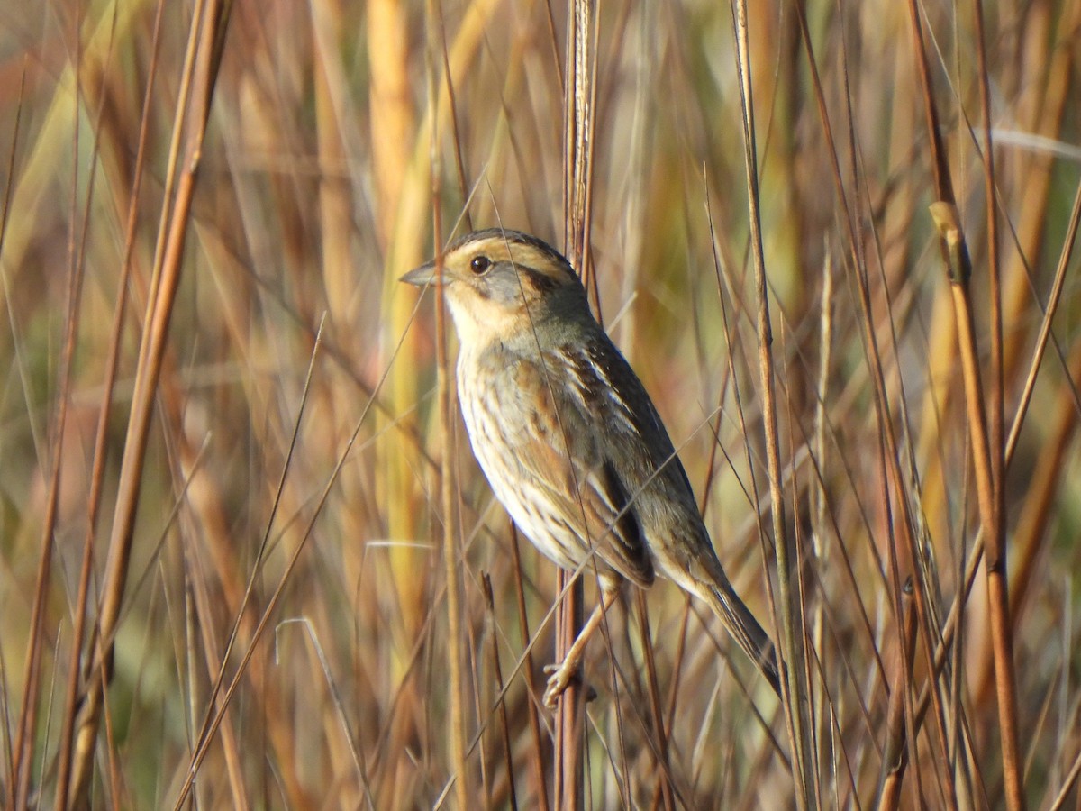 nålstjertspurv (nelsoni/altera) - ML647330252