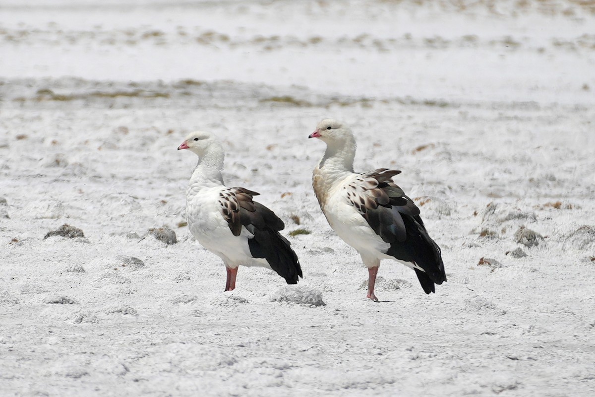 Andean Goose - ML647330258