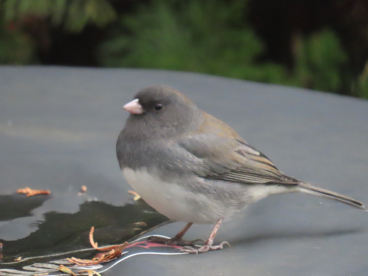 Dark-eyed Junco - ML647330260