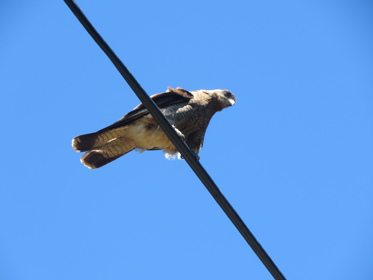 Химанго - ML647330274