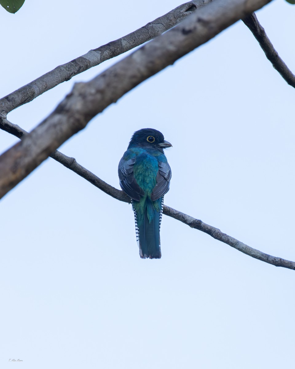 Gartered Violaceous Trogon - ML647330283