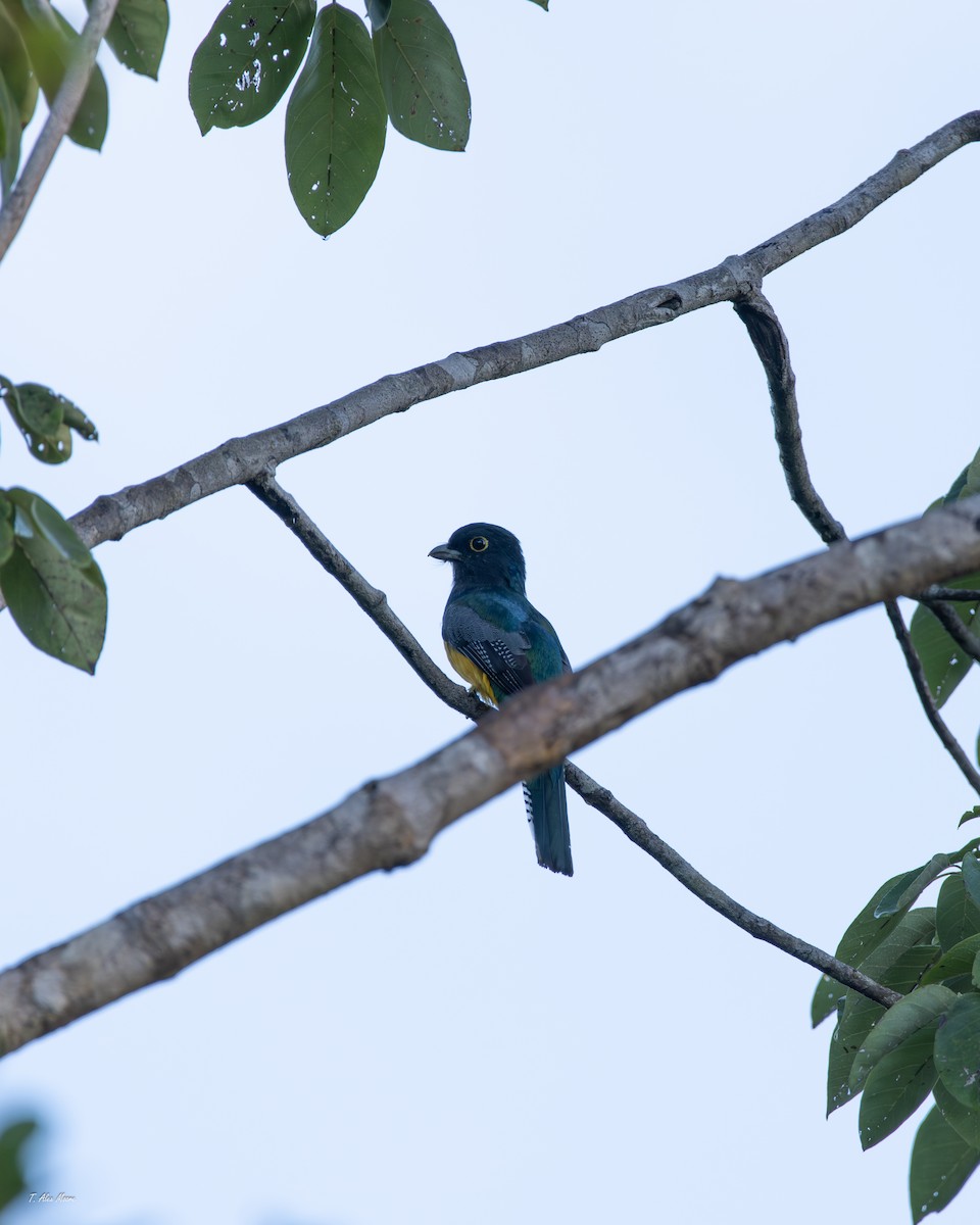 Gartered Violaceous Trogon - ML647330284