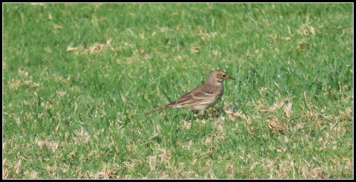 American Pipit - ML647330285