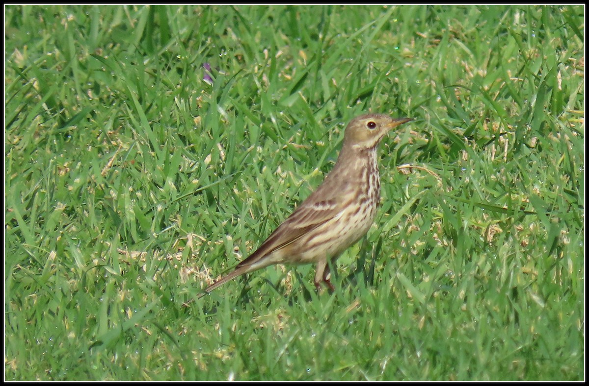 American Pipit - ML647330286