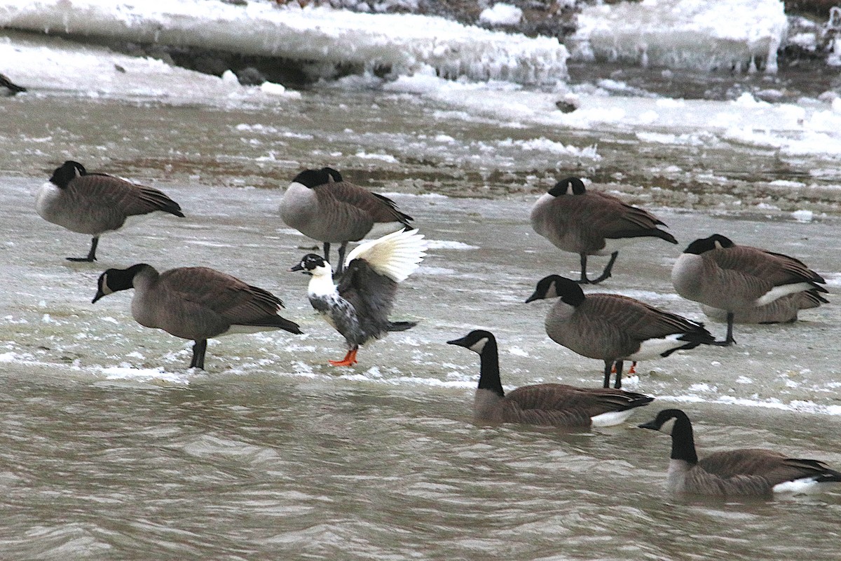 Muscovy Duck (Domestic type) - ML647330287
