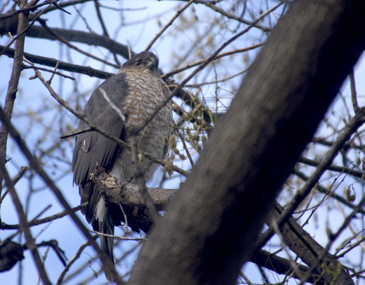 Cooper's Hawk - ML647330288