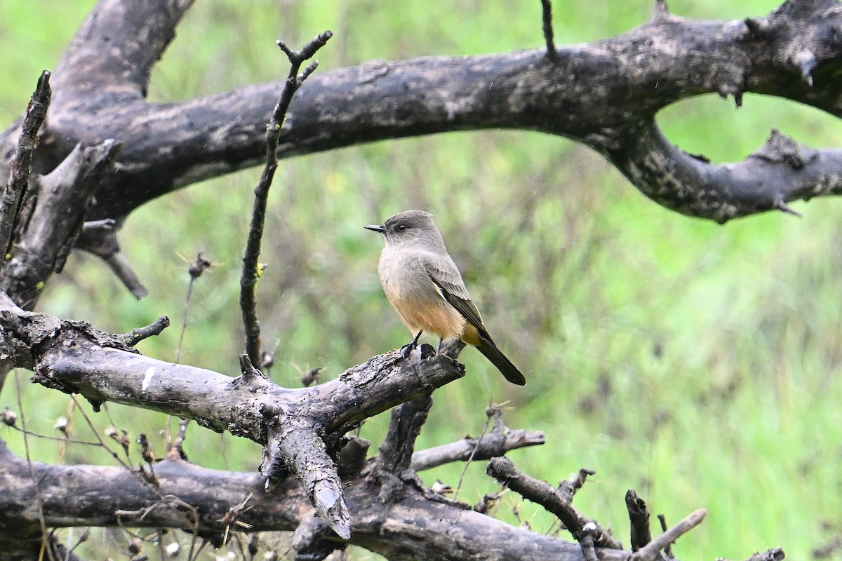 Say's Phoebe - ML647330290