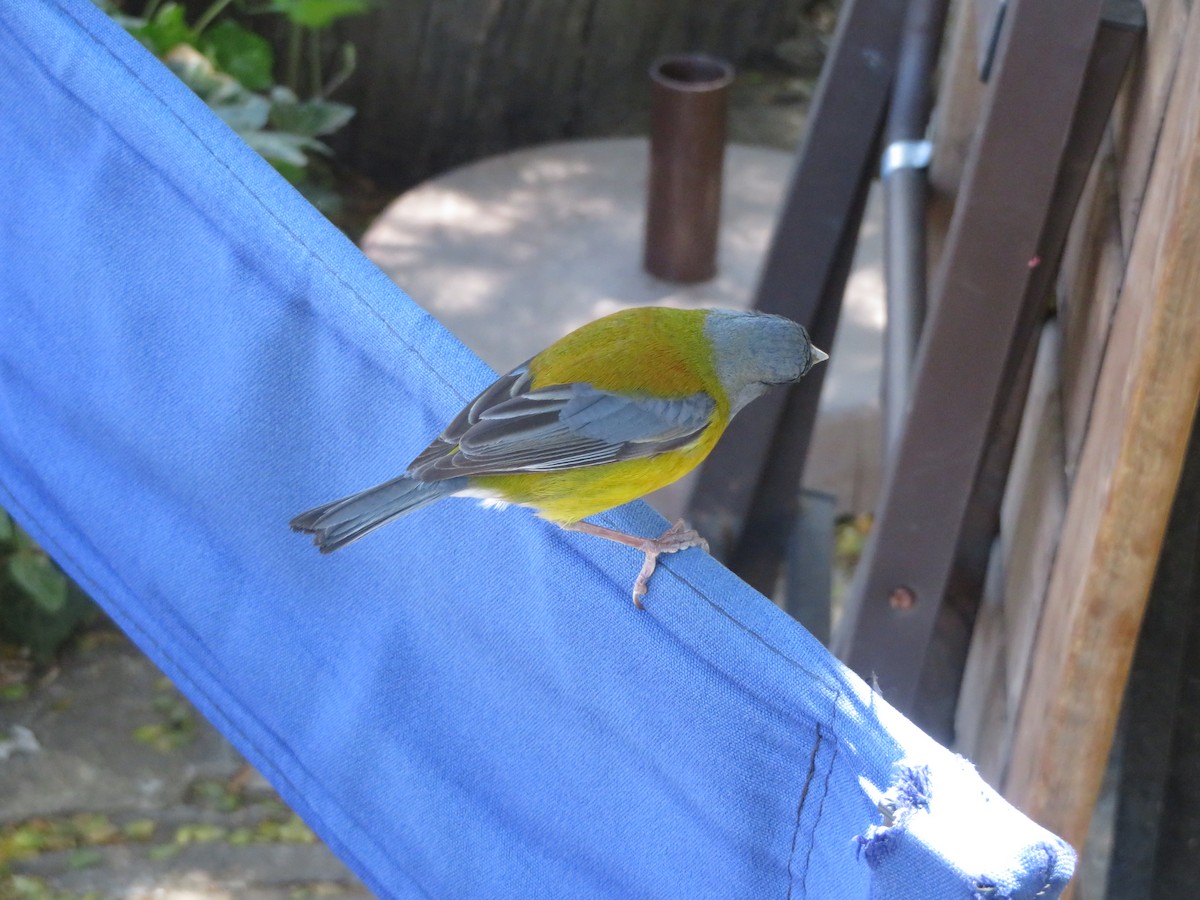 Gray-hooded Sierra Finch - ML647330292