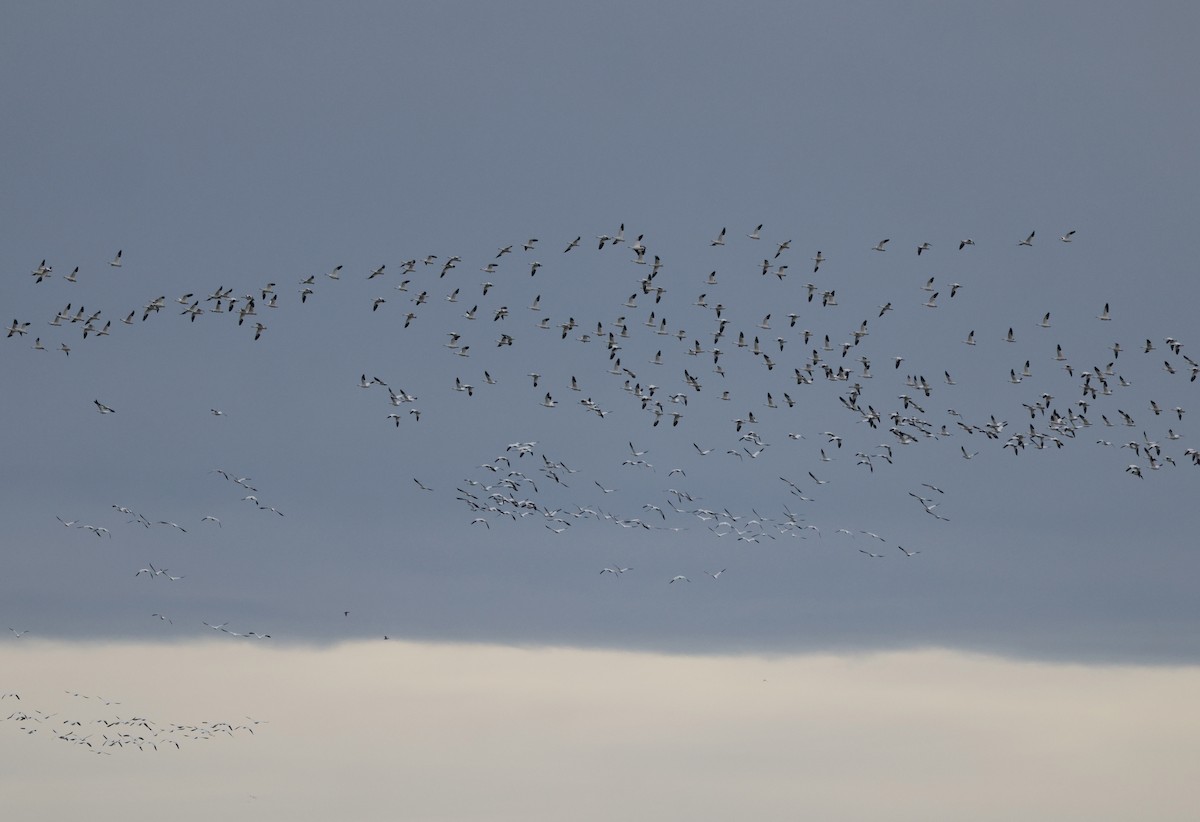 Snow Goose - ML647330293