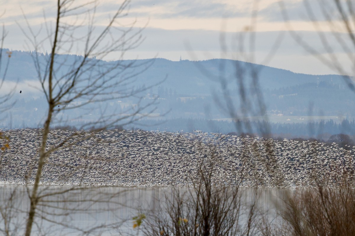 Snow Goose - ML647330294