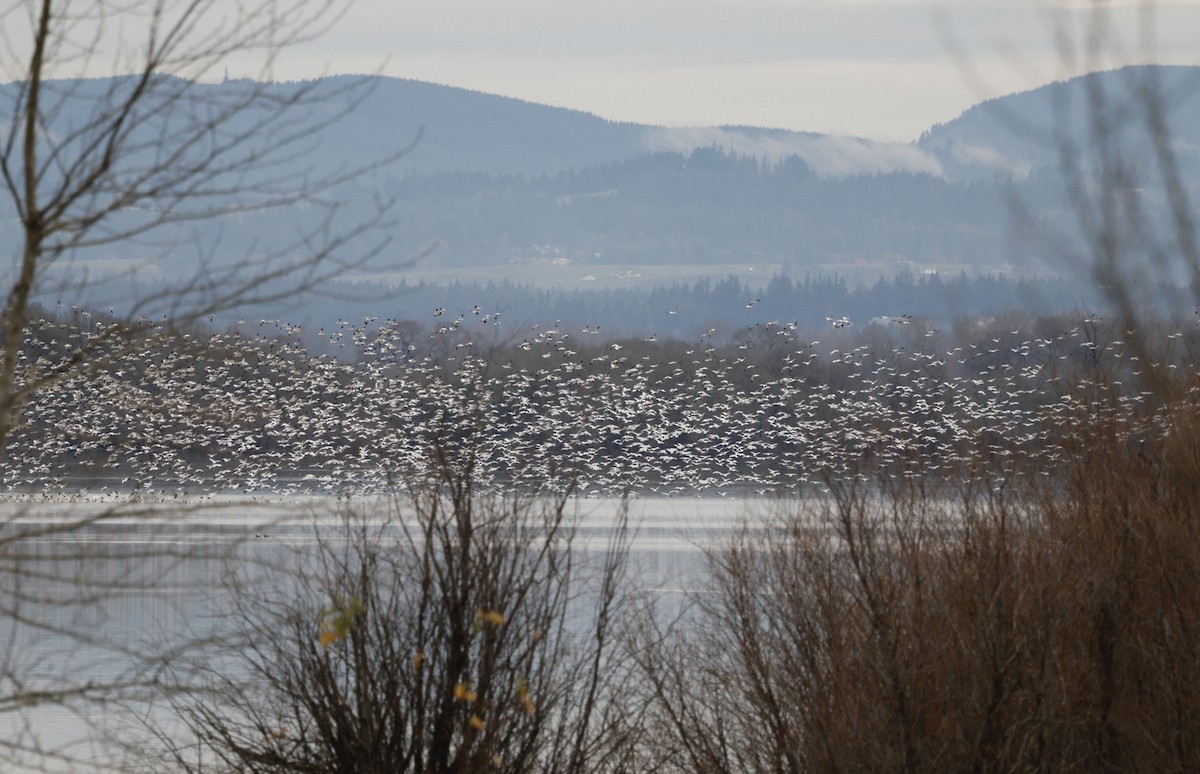 Snow Goose - ML647330295