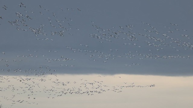 Snow Goose - ML647330296