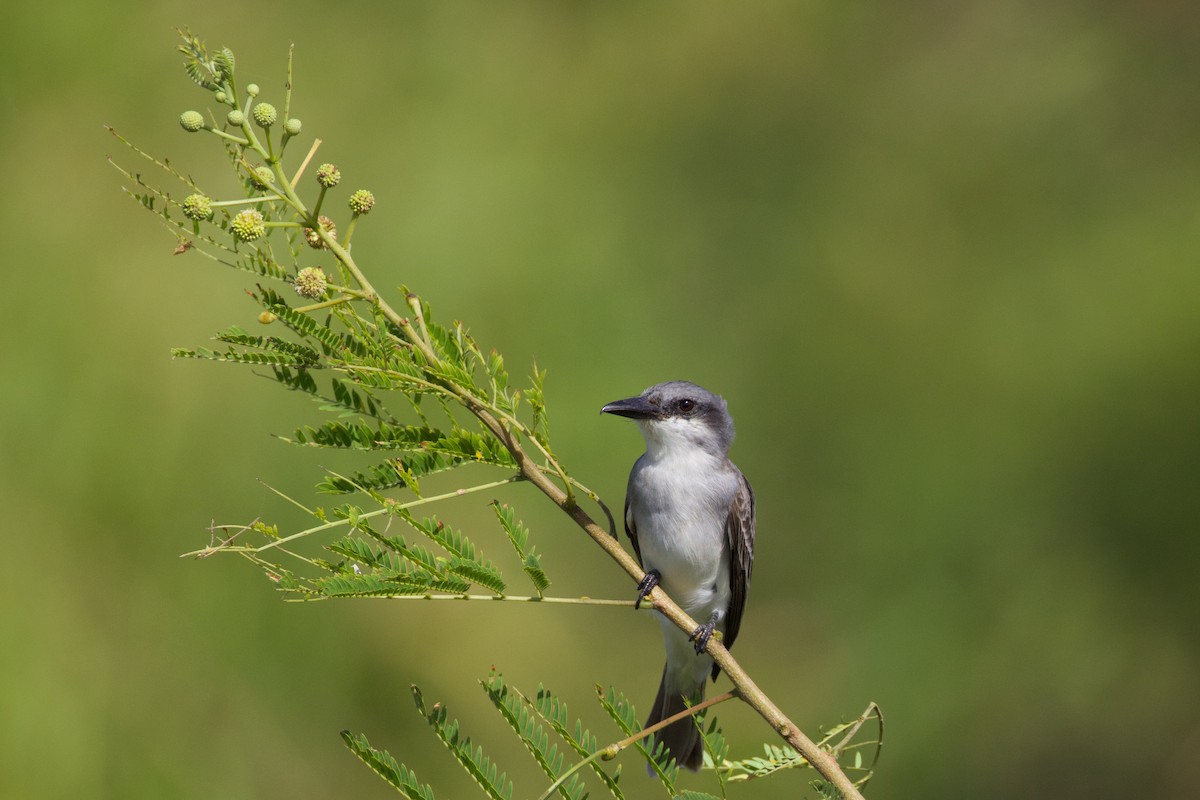 Gray Kingbird - ML647330297
