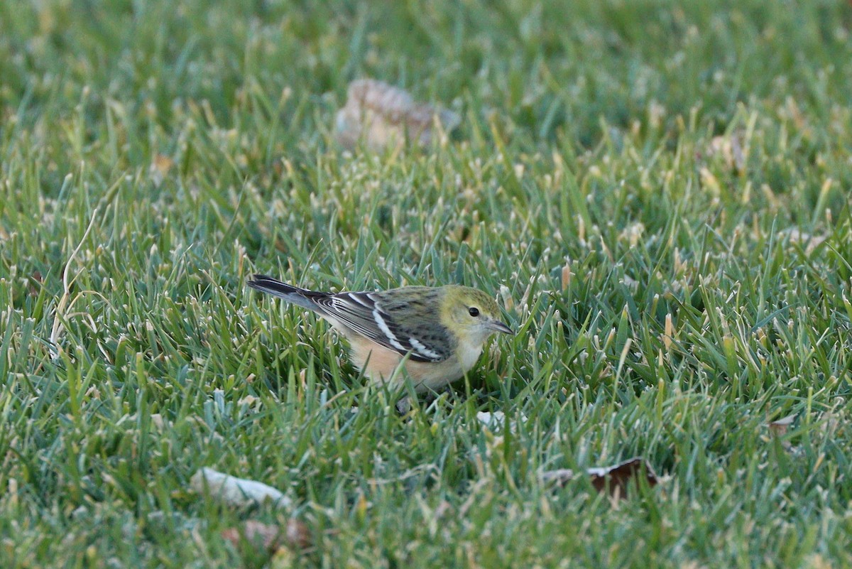 Bay-breasted Warbler - ML647330298