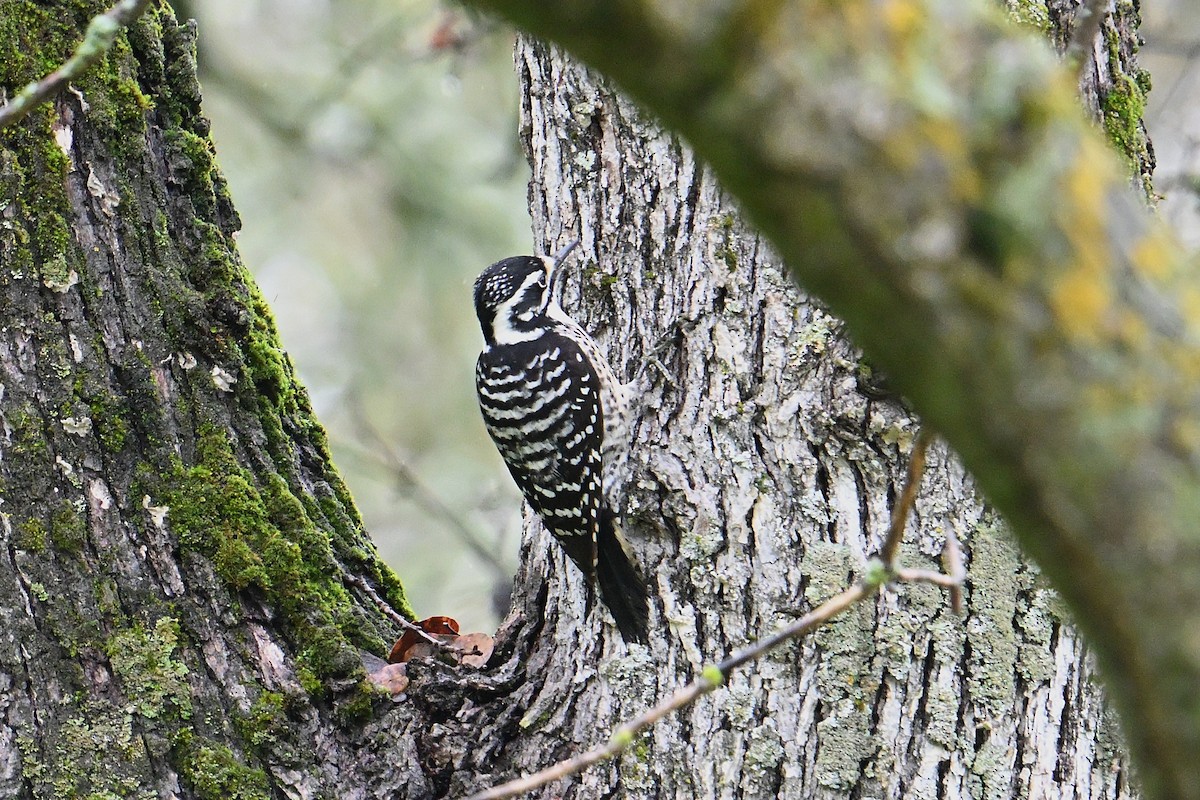 Nuttall's Woodpecker - ML647330299