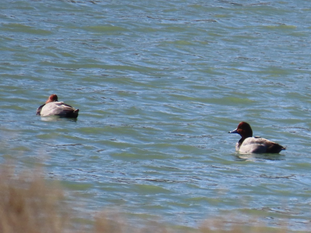 Redhead - ML647330300