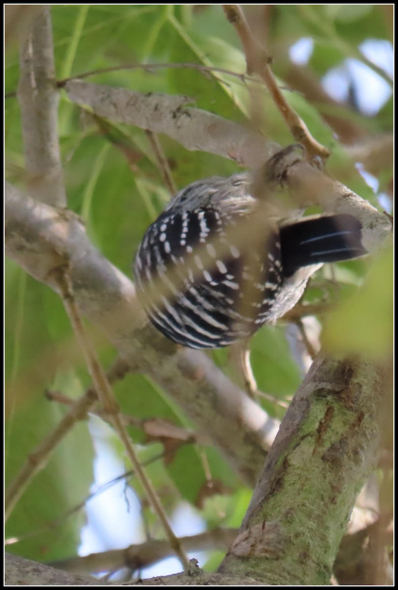 Nuttall's Woodpecker - ML647330301