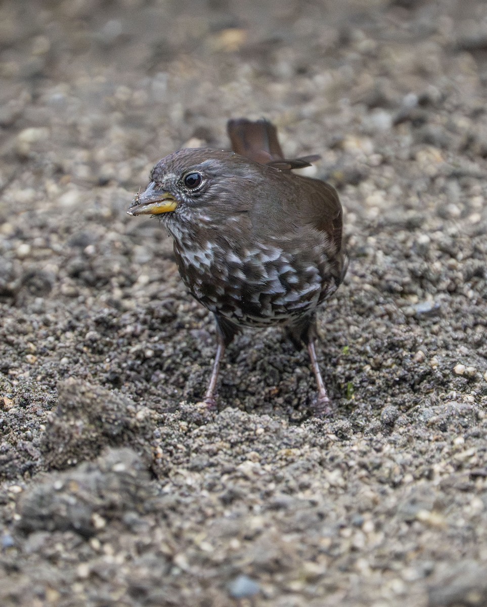 Fox Sparrow - ML647330302