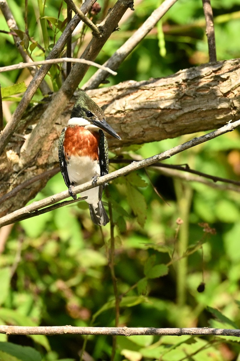 Green Kingfisher - ML647330305