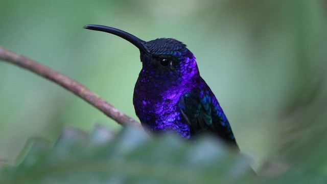 Violet Sabrewing - ML647330309