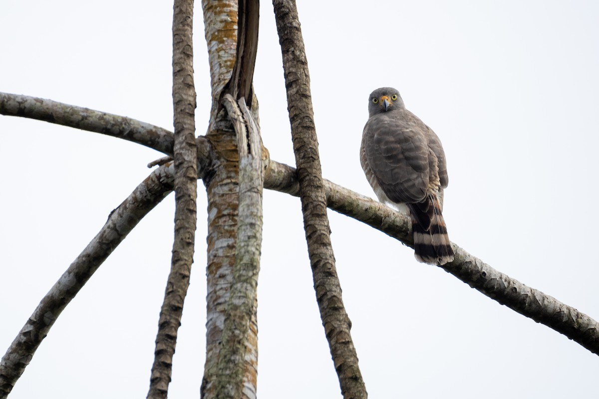 Roadside Hawk - ML647330316