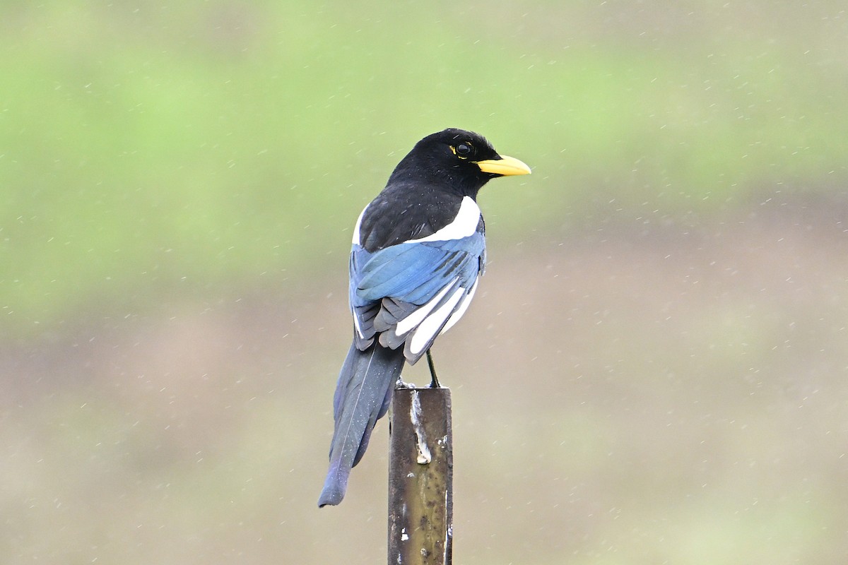 Yellow-billed Magpie - ML647330317