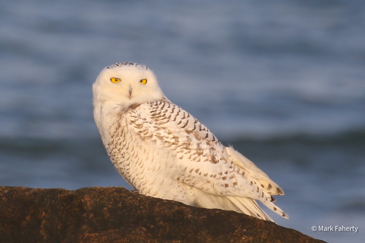 Snowy Owl - ML647330319