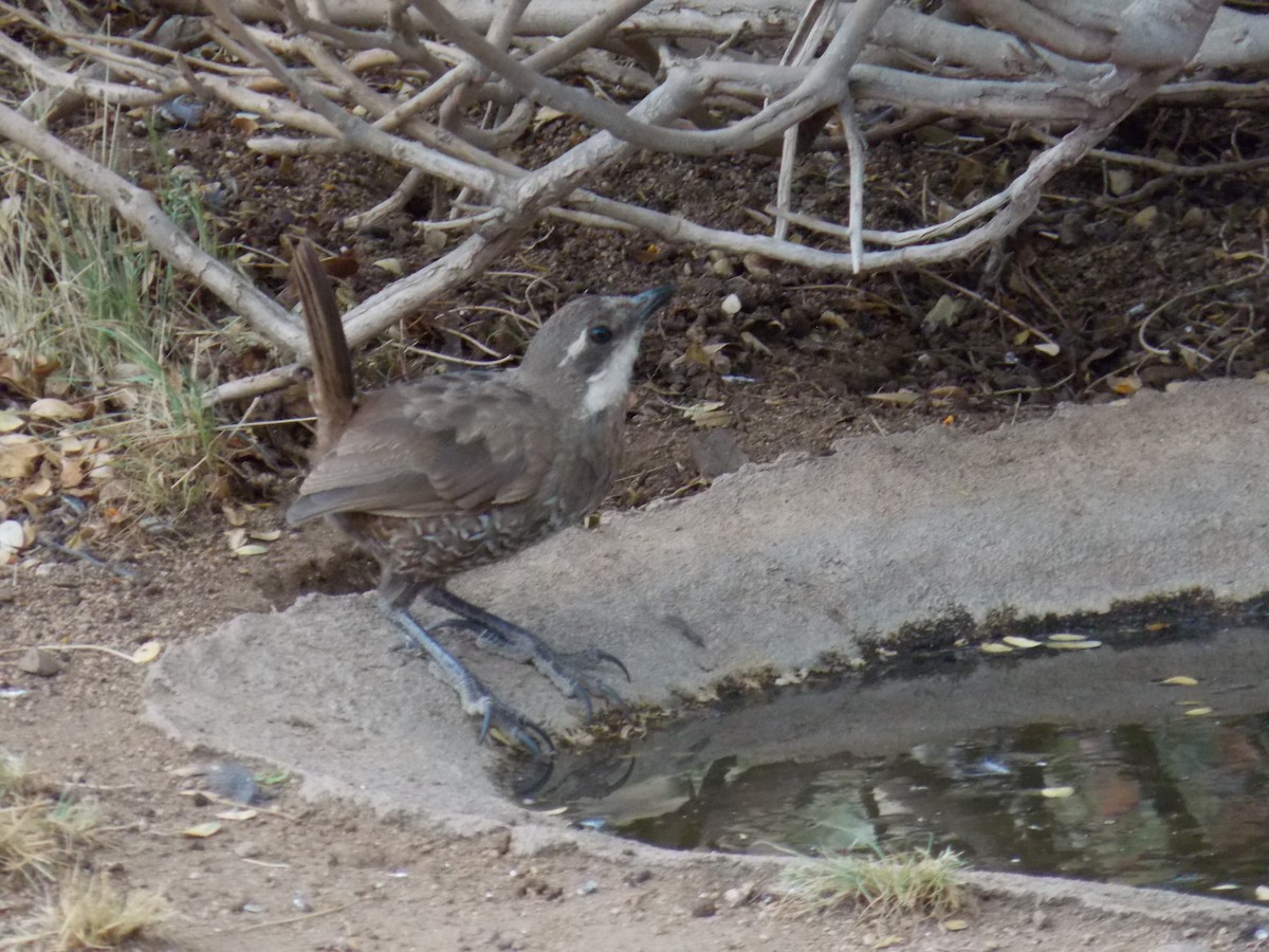 Moustached Turca - ML647330320