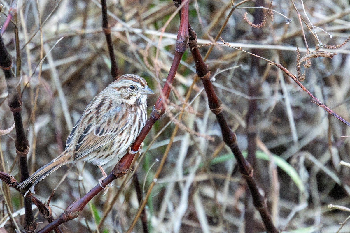 Song Sparrow - ML647330322