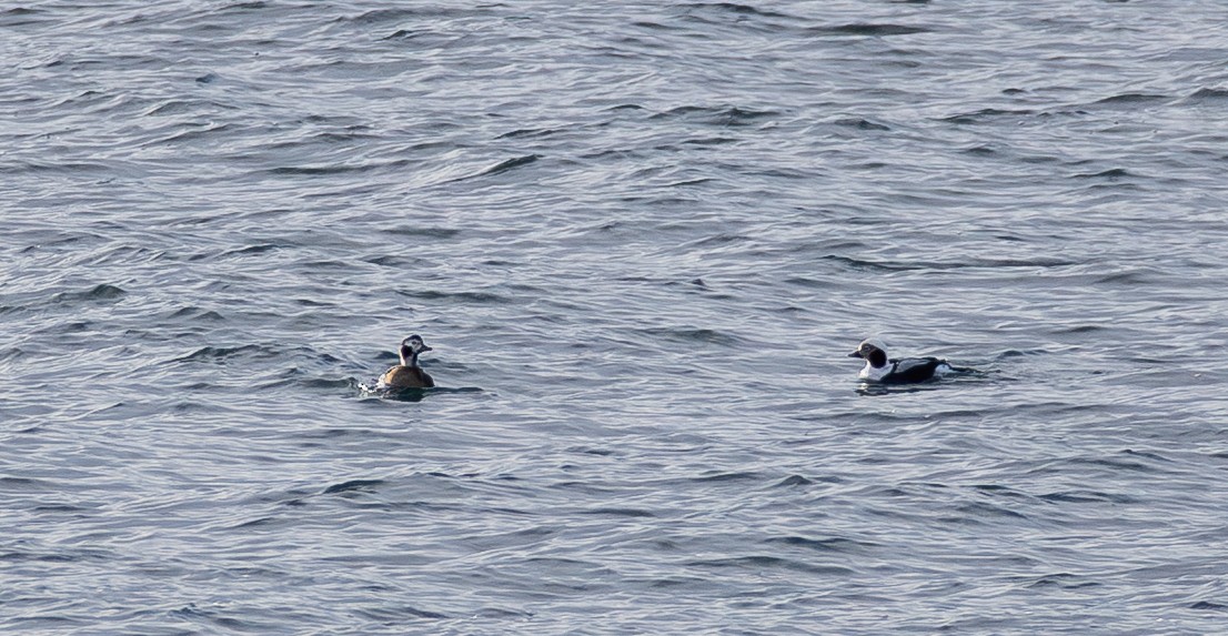 Long-tailed Duck - ML647330324