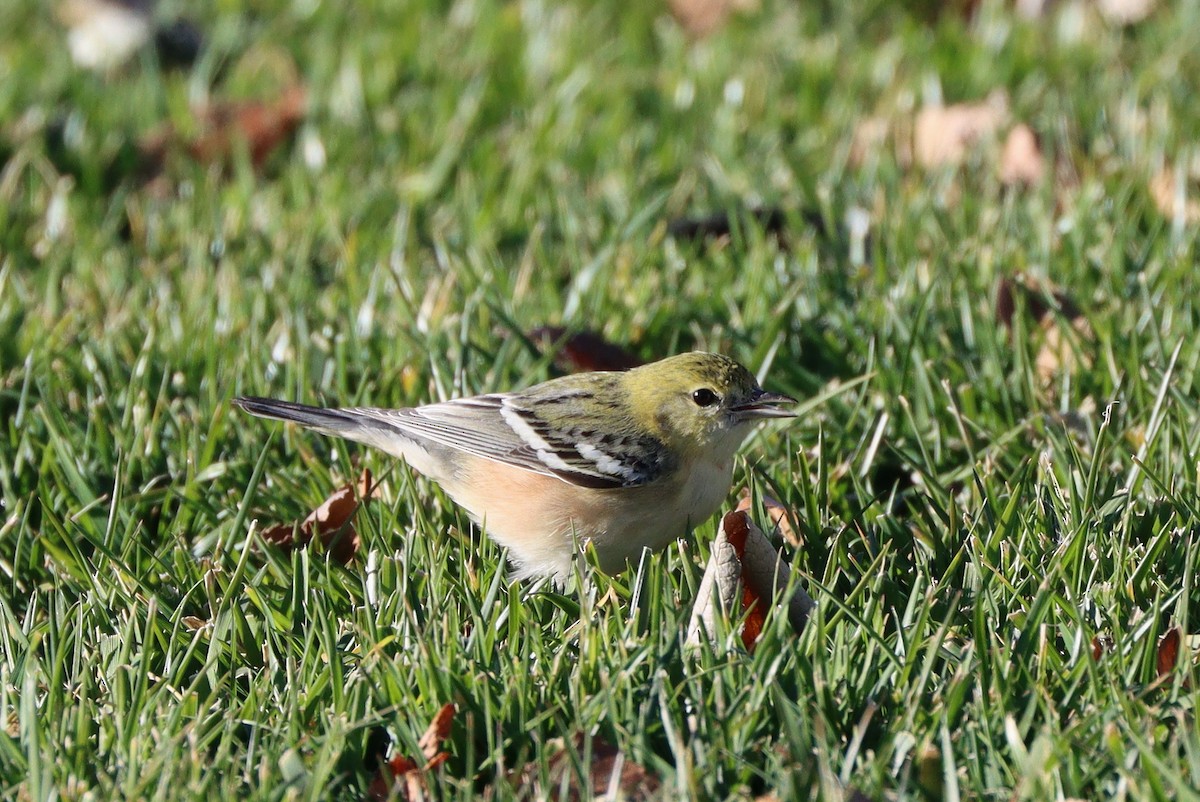 Reinita Castaña - ML647330325