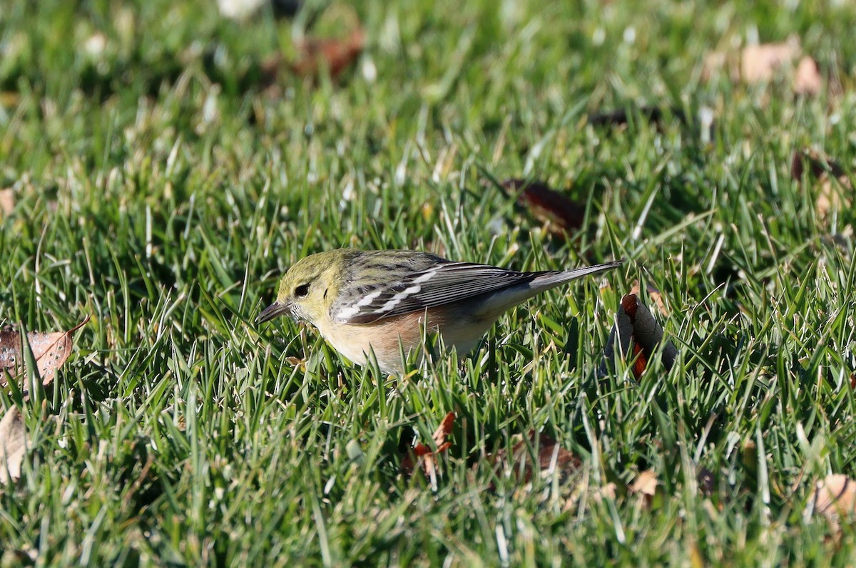 Reinita Castaña - ML647330326