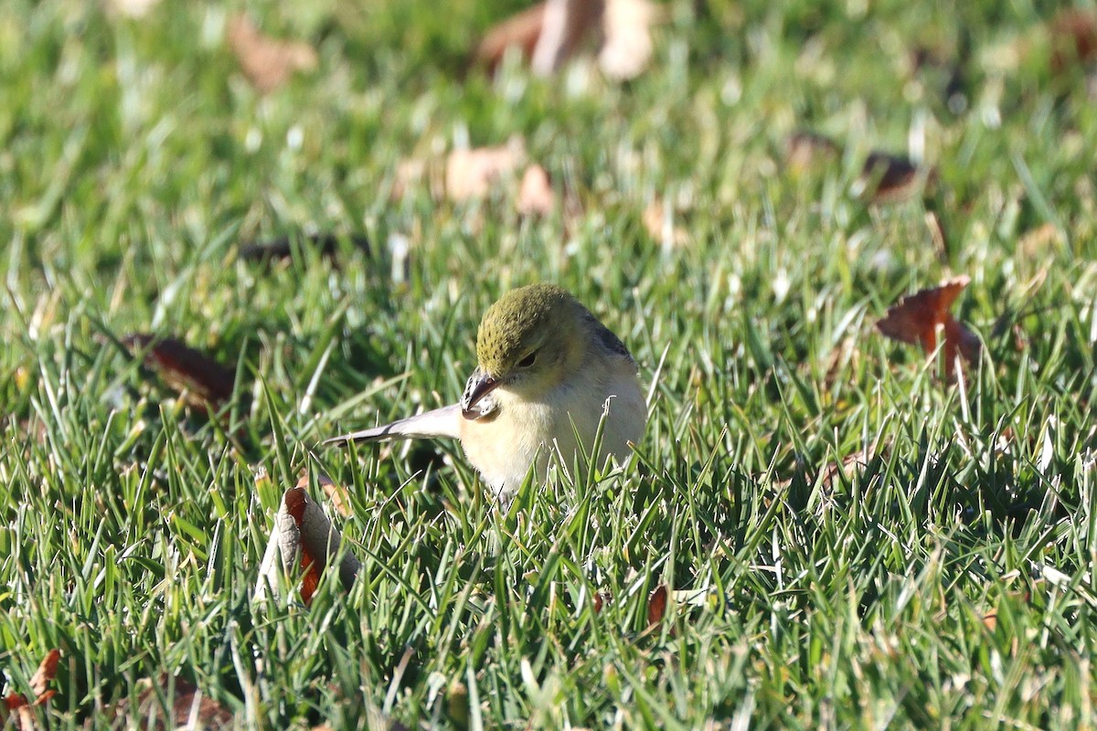 Reinita Castaña - ML647330327
