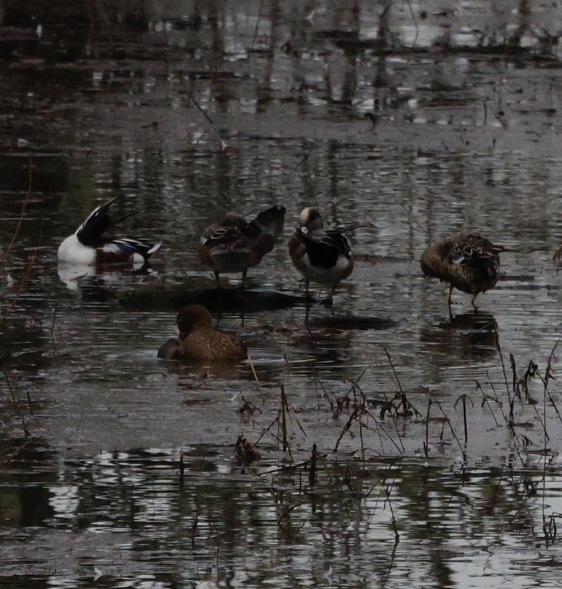 American Wigeon - ML647330330