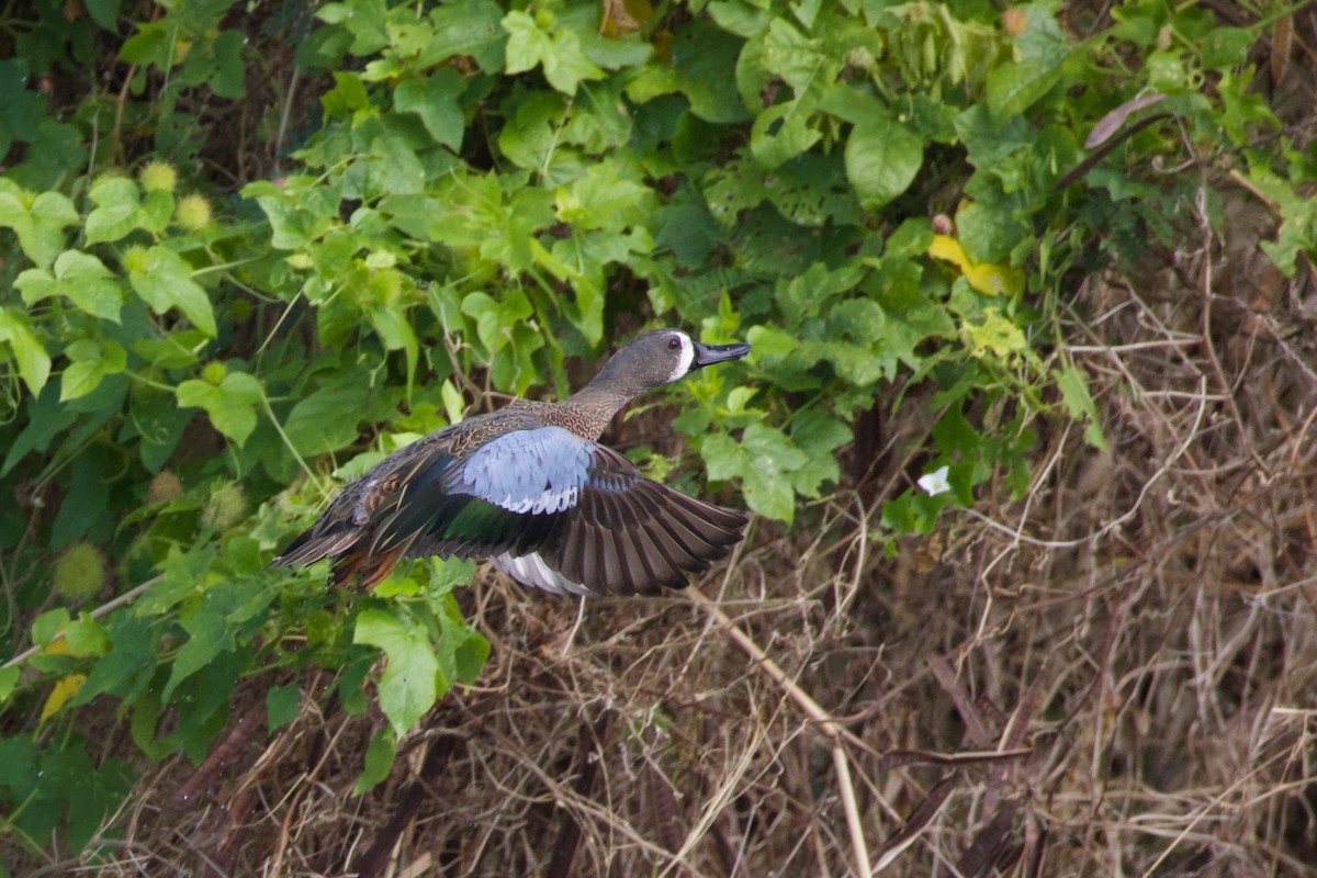 Sarcelle à ailes bleues - ML647330335