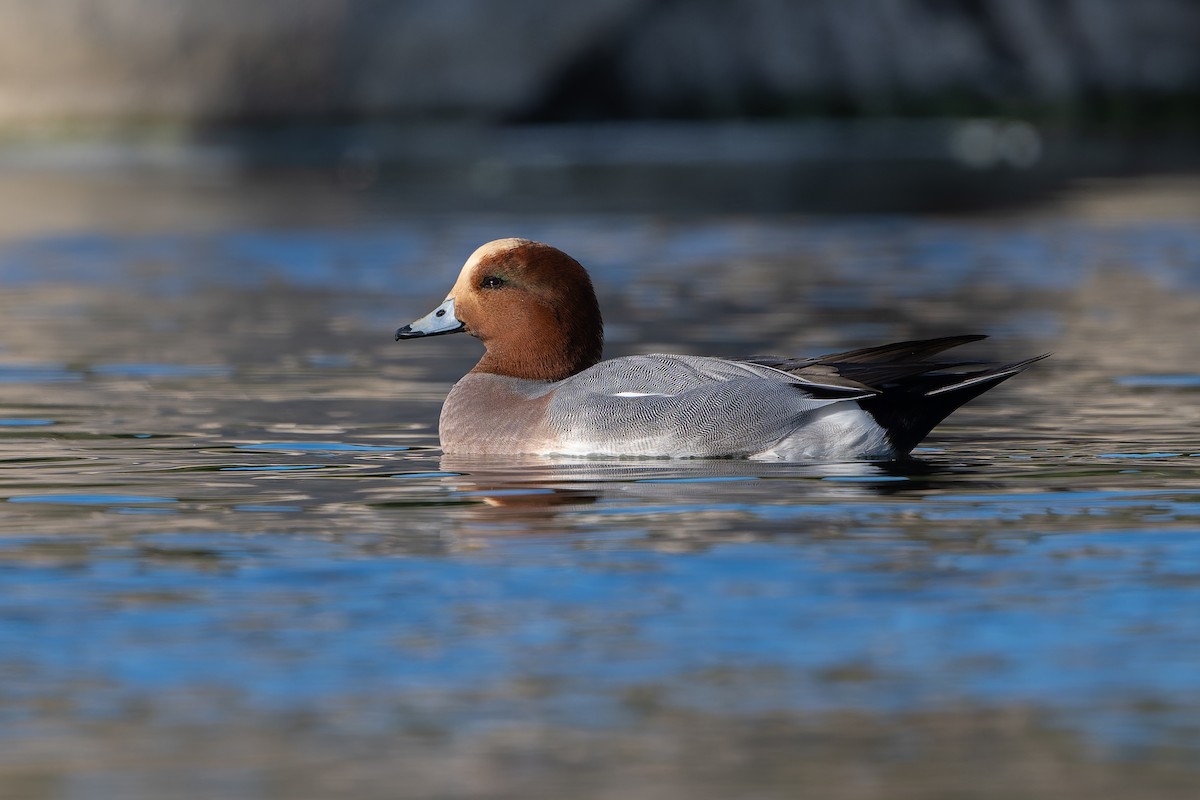 Eurasian Wigeon - ML647330336
