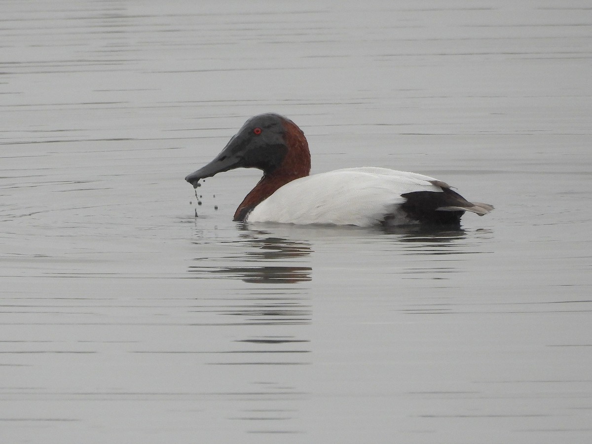 Murgilari bizkarzuria - ML647330340