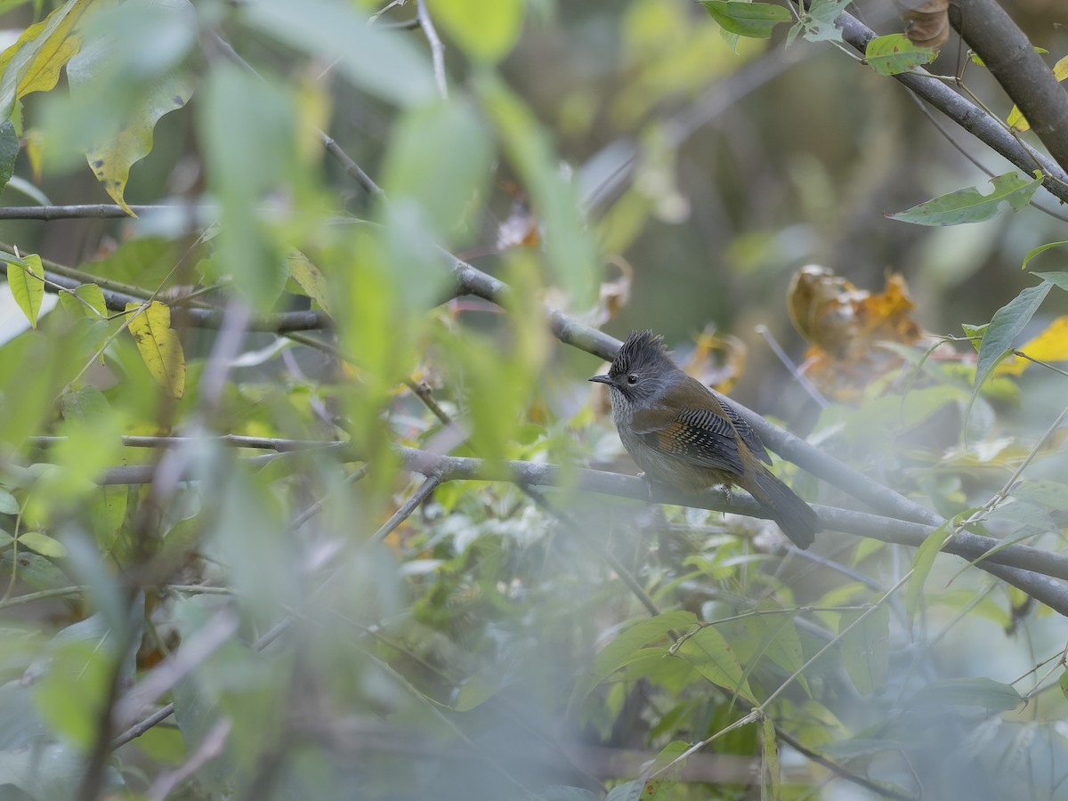 クリイロシマドリ - ML647330341