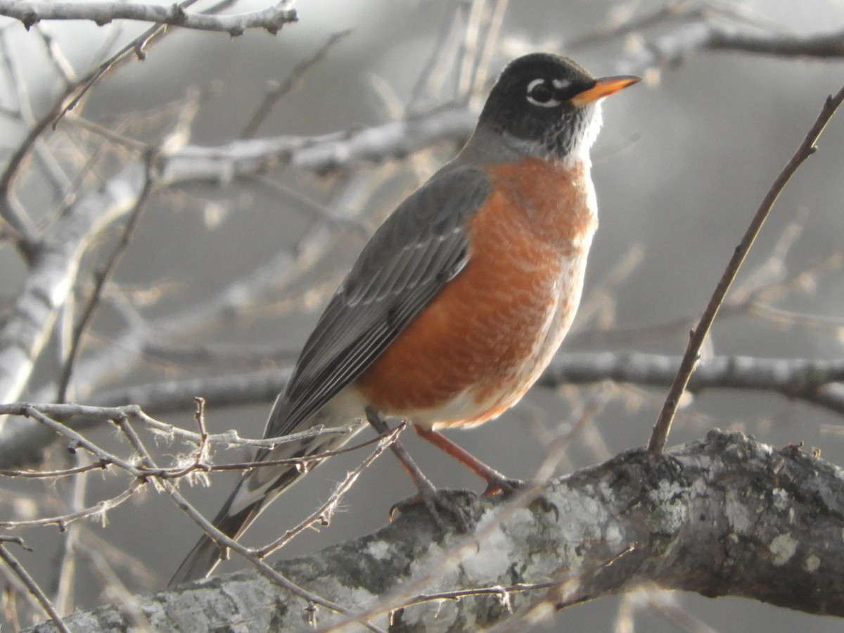 American Robin - ML647330342