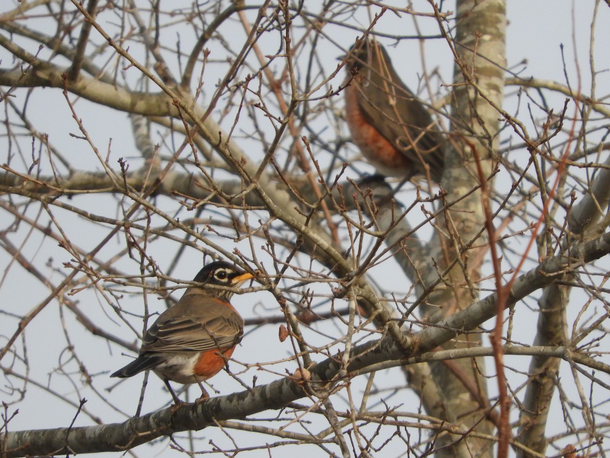 American Robin - ML647330343