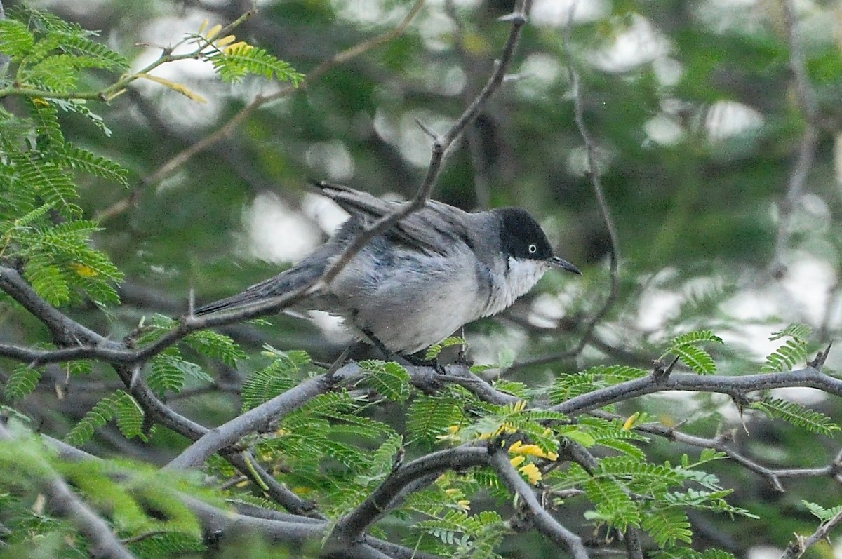 pěnice dlouhozobá - ML647330346