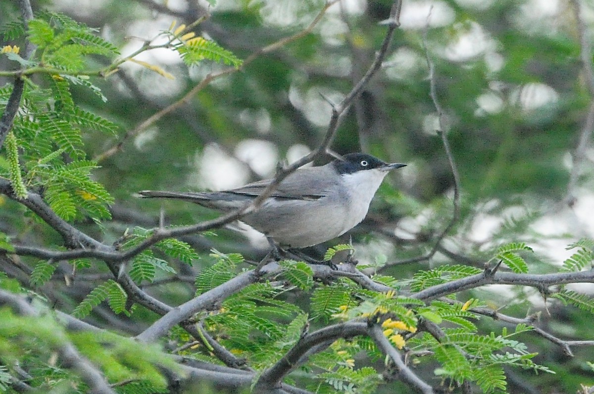 pěnice dlouhozobá - ML647330347