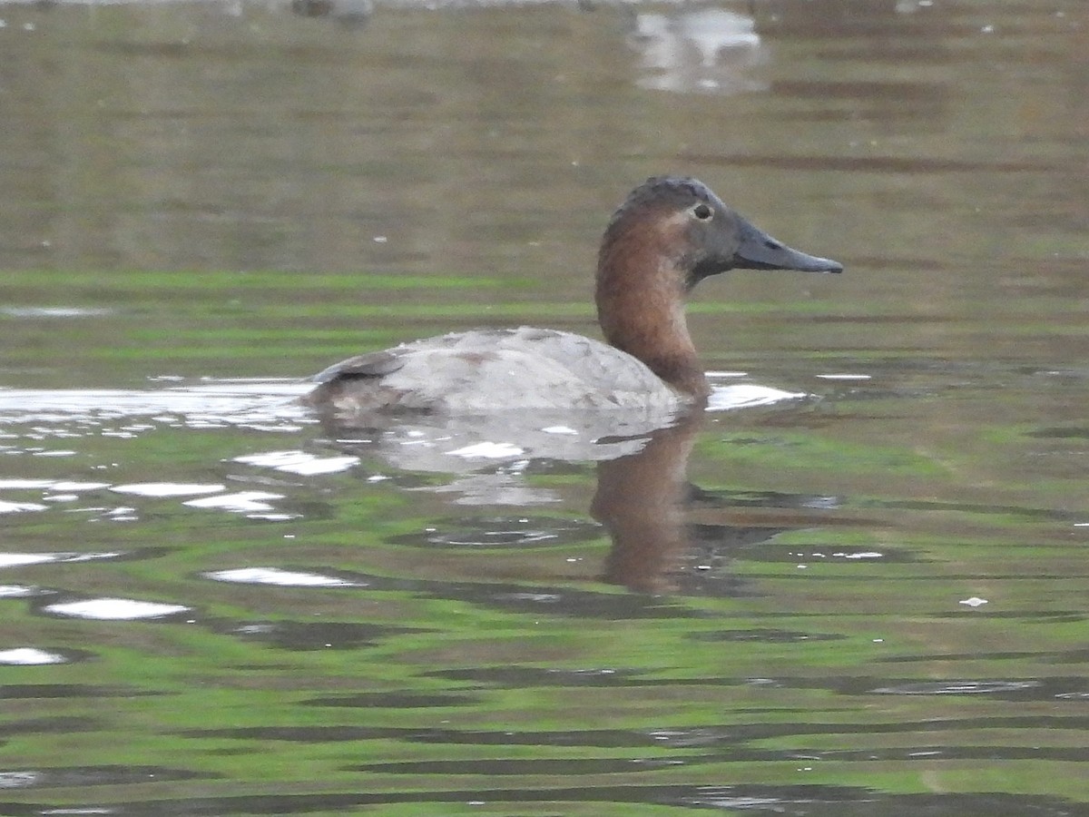 Murgilari bizkarzuria - ML647330353