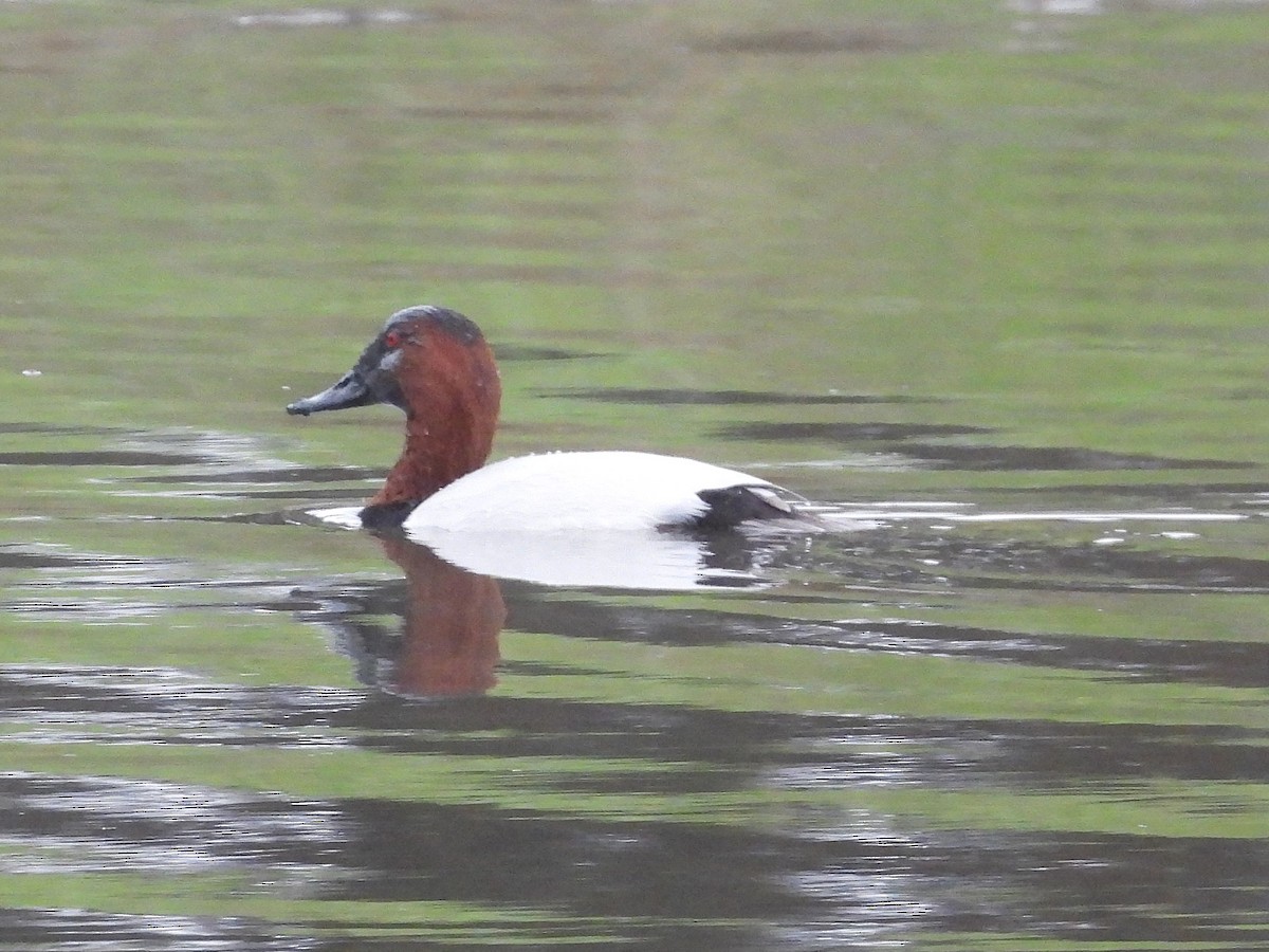 Murgilari bizkarzuria - ML647330360