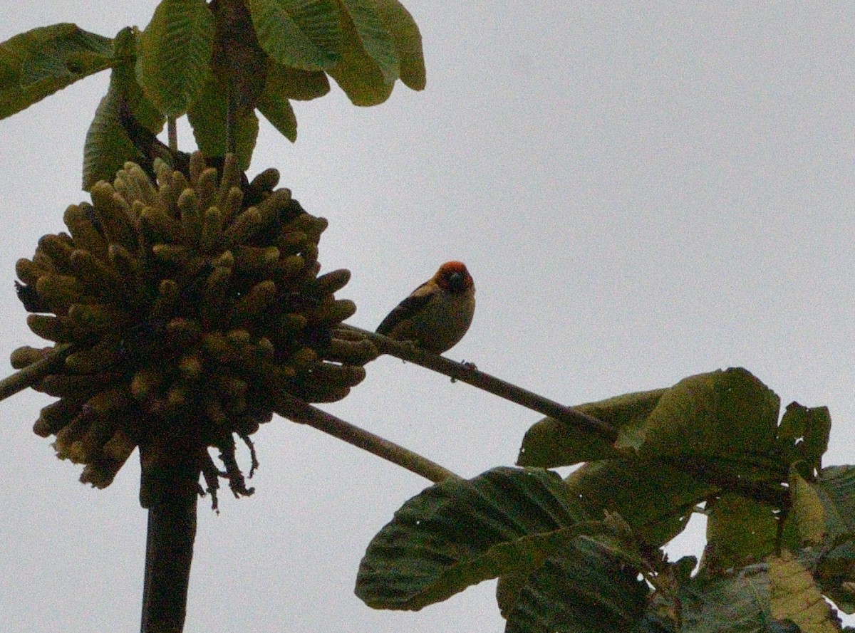 Alev Suratlı Tangara - ML647330364